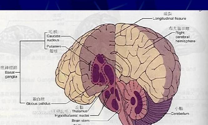 《挑战人体工厂中枢神经的通关技巧》（以游戏为主）